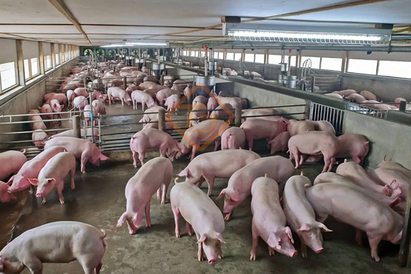 養殖場糞便怎么處理變成有機肥?養豬廠糞污有機肥生產線如何建?  