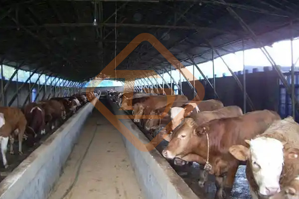 養牛場牛糞如何處理?牛糞這樣處理，環保部門也鼓勵你養牛